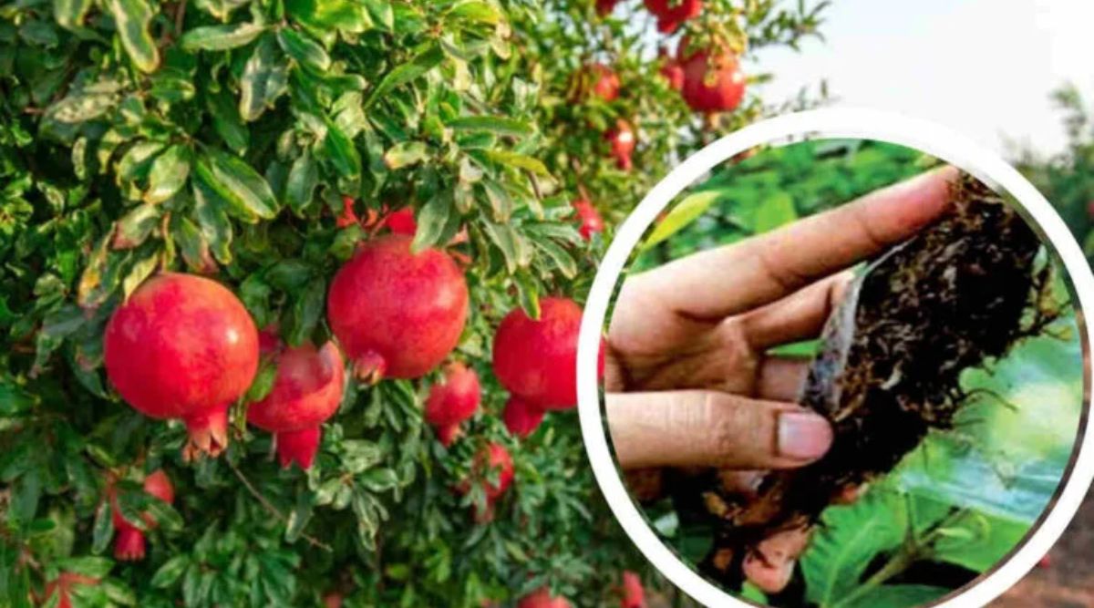 Pomegranate Crop Solutions